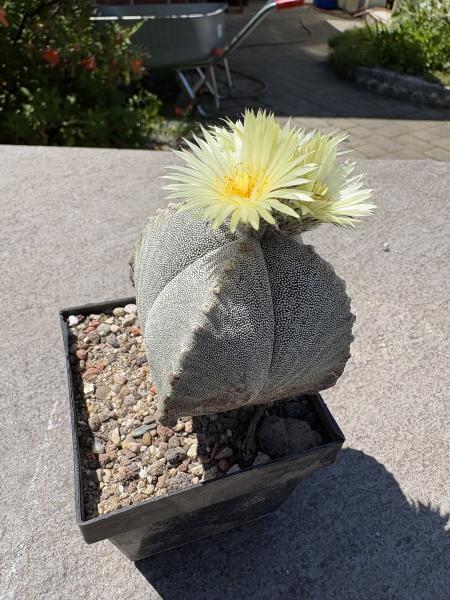 Astrophytum myriostigma quadricostatum nudum